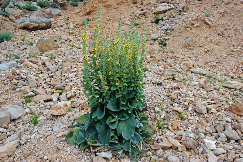 Verbascum conocarpum / Verbasco di Sardegna